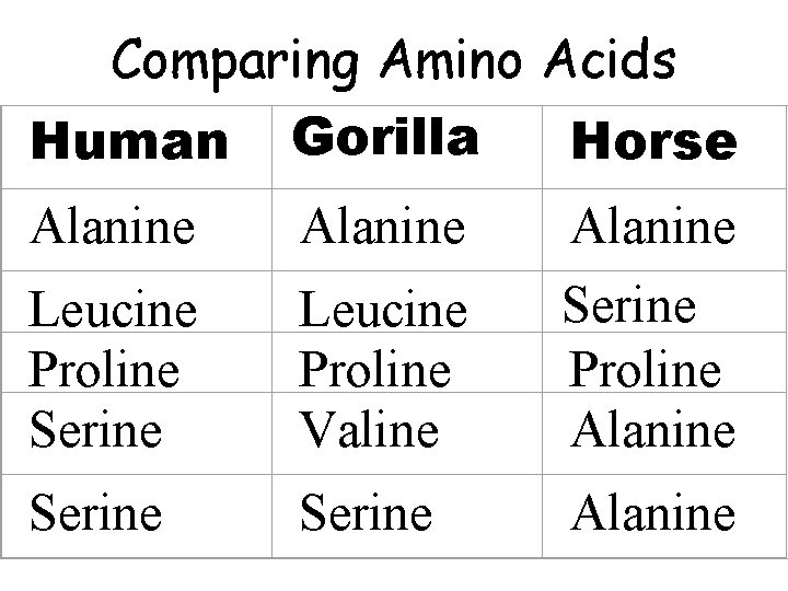 Comparing Amino Acids Human Gorilla Horse Alanine Leucine Proline Serine Leucine Proline Valine Serine