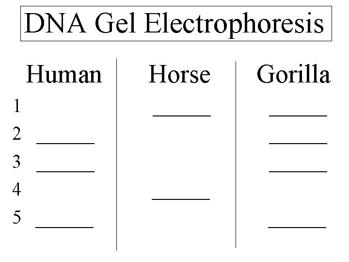 DNA Gel Electrophoresis Human 1 2 ______ 3 ______ 4 5 ______ Horse Gorilla