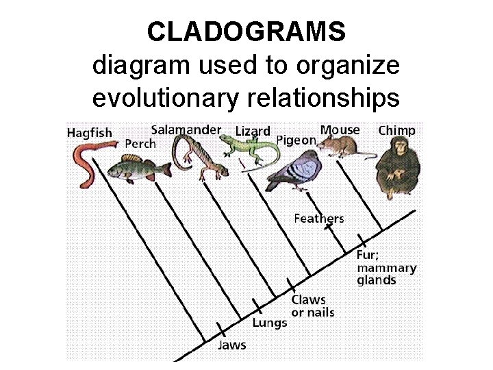CLADOGRAMS diagram used to organize evolutionary relationships 