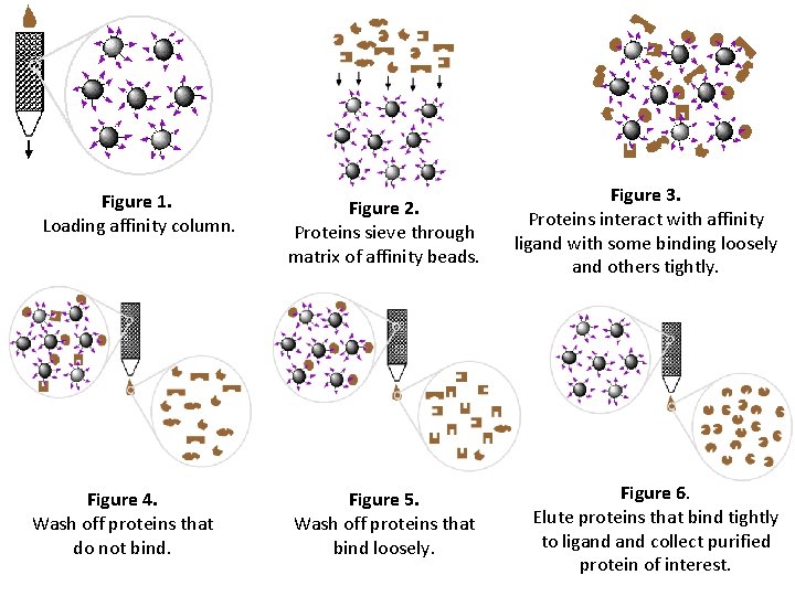 Figure 1. Loading affinity column. Figure 4. Wash off proteins that do not bind.