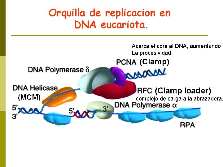 Orquilla de replicacion en DNA eucariota. Acerca el core al DNA, aumentando La procesividad.