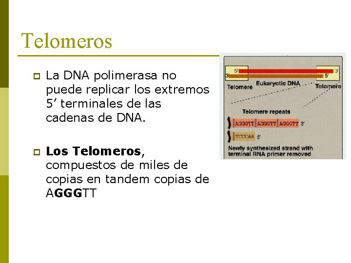 Telomeros p La DNA polimerasa no puede replicar los extremos 5’ terminales de las