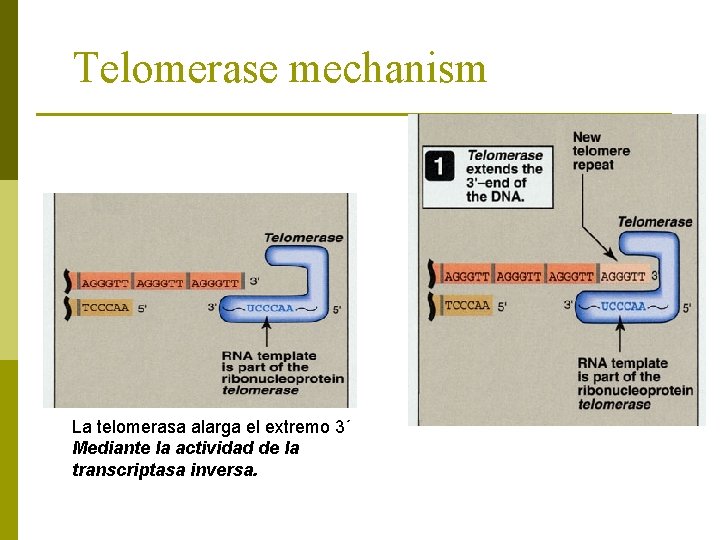 Telomerase mechanism La telomerasa alarga el extremo 3´ Mediante la actividad de la transcriptasa