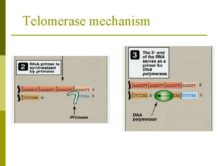 Telomerase mechanism 