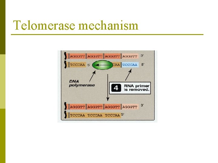 Telomerase mechanism 