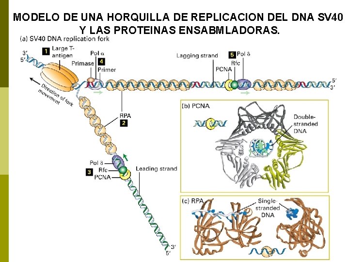 MODELO DE UNA HORQUILLA DE REPLICACION DEL DNA SV 40 Y LAS PROTEINAS ENSABMLADORAS.