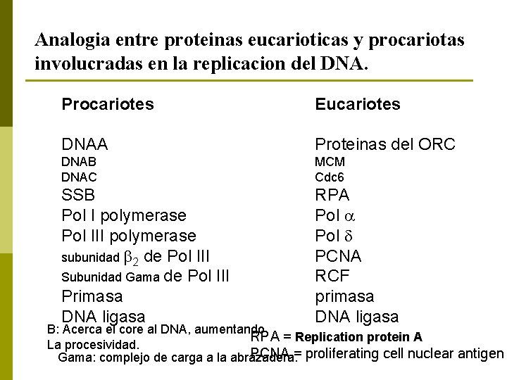 Analogia entre proteinas eucarioticas y procariotas involucradas en la replicacion del DNA. Procariotes Eucariotes