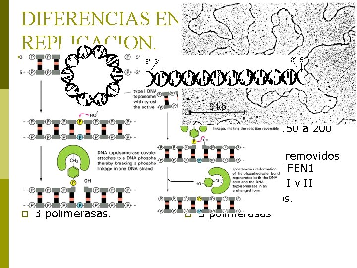 DIFERENCIAS EN LA REPLICACION. p p p Procariotas. DNA circular. Un solo origen de