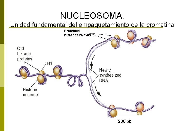 NUCLEOSOMA. Unidad fundamental del empaquetamiento de la cromatina Proteinas histonas nuevas Factores ensambladores de