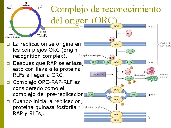 Complejo de reconocimiento del origen (ORC). p p La replicacion se origina en los