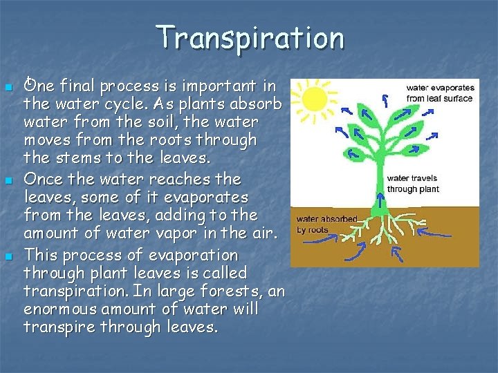 Transpiration n t One final process is important in the water cycle. As plants