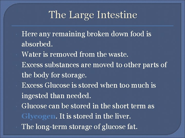 The Large Intestine Here any remaining broken down food is absorbed. Water is removed