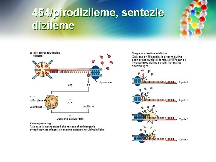 454/pirodizileme, sentezle dizileme 