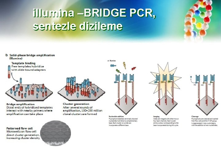 illumina –BRIDGE PCR, sentezle dizileme 