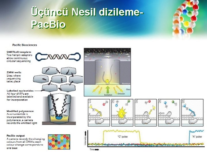 Üçüncü Nesil dizileme. Pac. Bio 