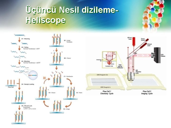 Üçüncü Nesil dizileme. Heliscope 