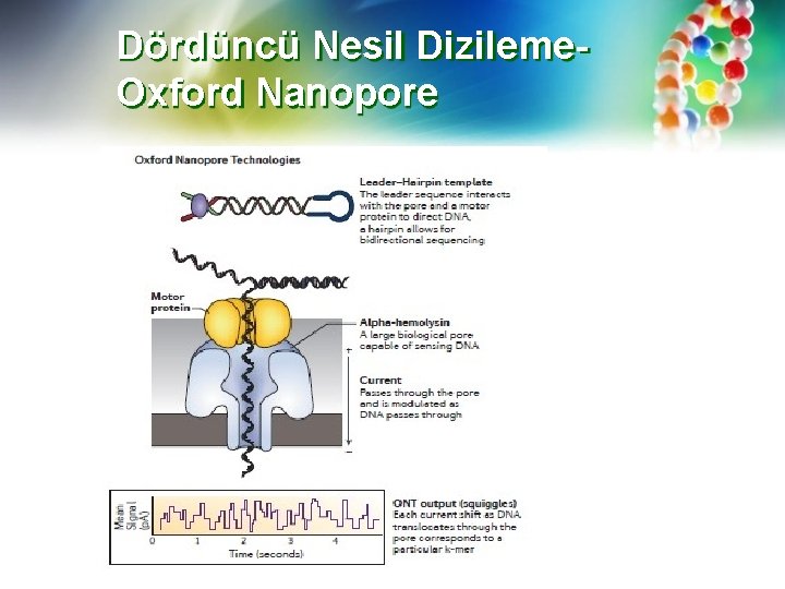 Dördüncü Nesil Dizileme. Oxford Nanopore 