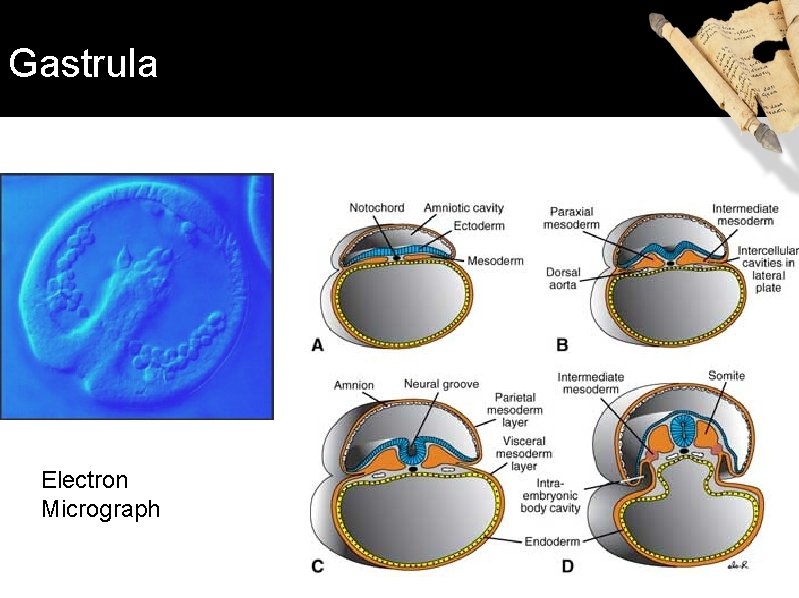 Gastrula Electron Micrograph 