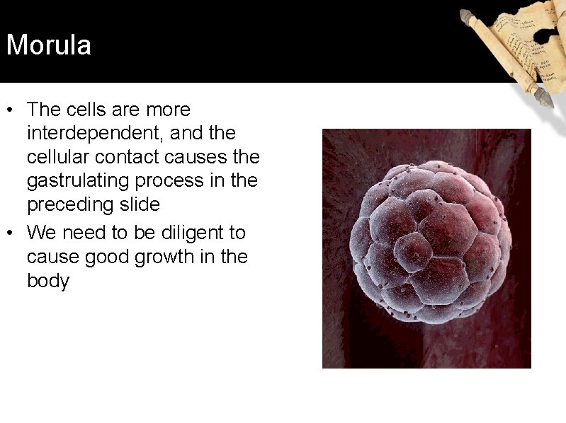 Morula • The cells are more interdependent, and the cellular contact causes the gastrulating