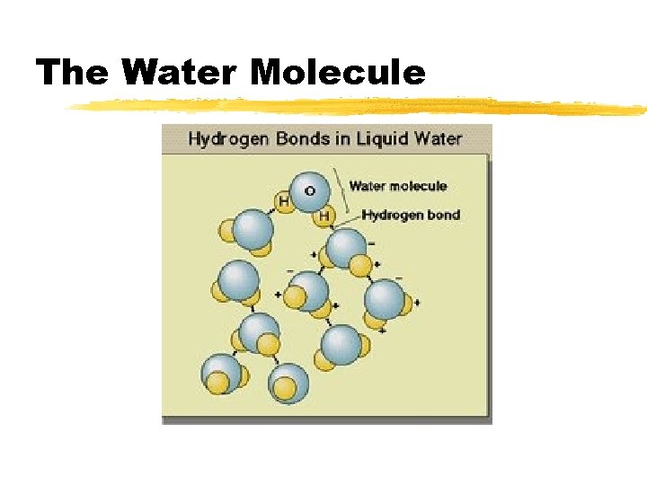 The Water Molecule 