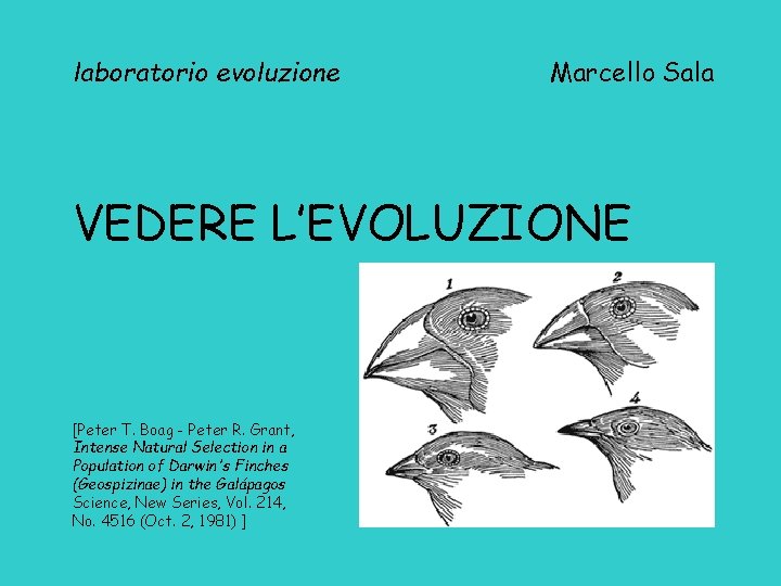 laboratorio evoluzione Marcello Sala VEDERE L’EVOLUZIONE [Peter T. Boag - Peter R. Grant, Intense