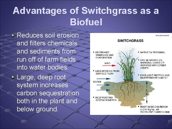 Advantages of Switchgrass as a Biofuel Reduces soil erosion and filters chemicals and sediments Advantages of Switchgrass as a Biofuel Reduces soil erosion and filters chemicals and sediments