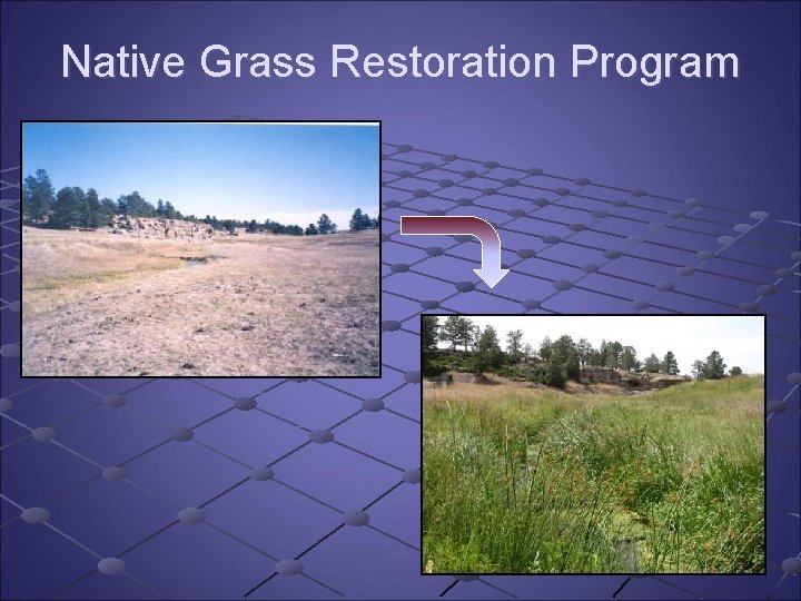 Native Grass Restoration Program Native Grass Restoration Program