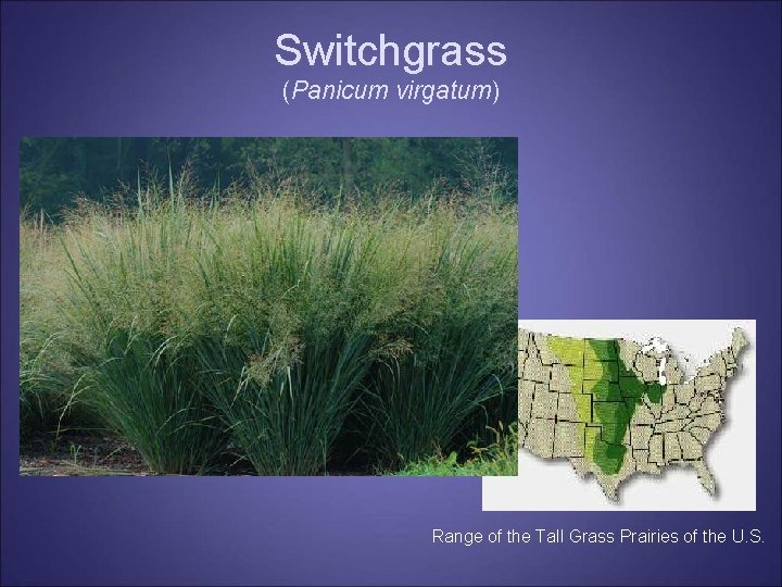Switchgrass (Panicum virgatum) Range of the Tall Grass Prairies of the U. S. Switchgrass (Panicum virgatum) Range of the Tall Grass Prairies of the U. S.