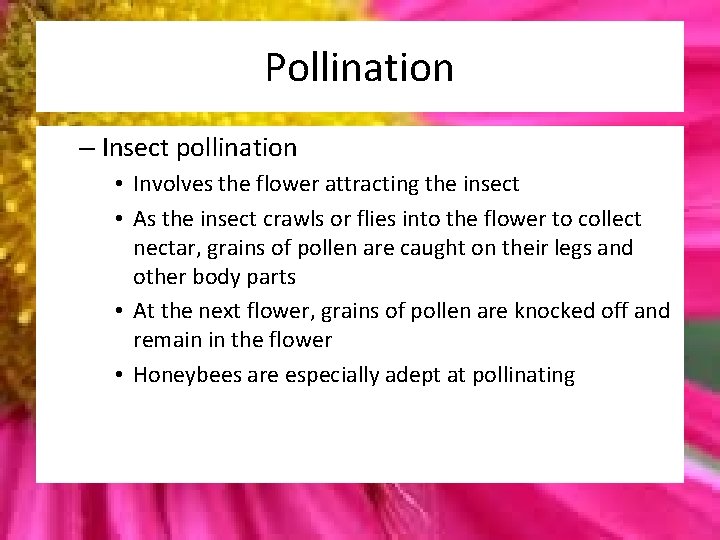 Pollination – Insect pollination • Involves the flower attracting the insect • As the