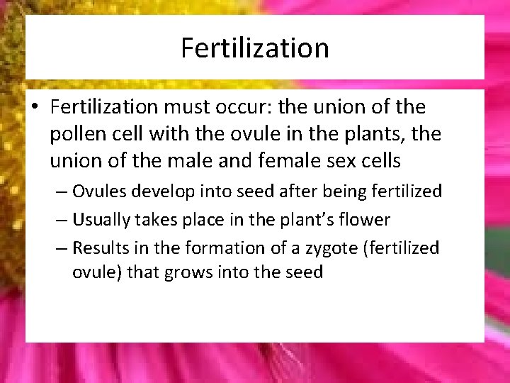 Fertilization • Fertilization must occur: the union of the pollen cell with the ovule