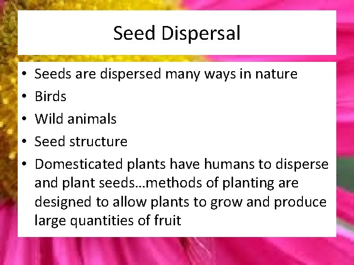 Seed Dispersal • • • Seeds are dispersed many ways in nature Birds Wild