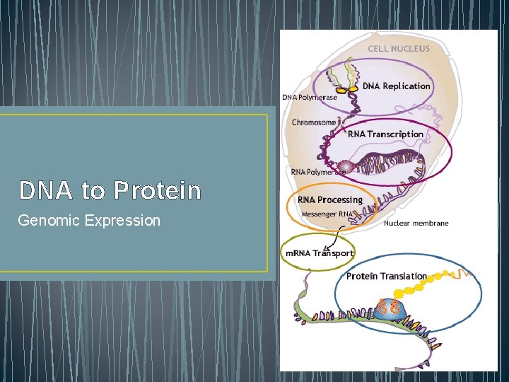 DNA to Protein Genomic Expression 