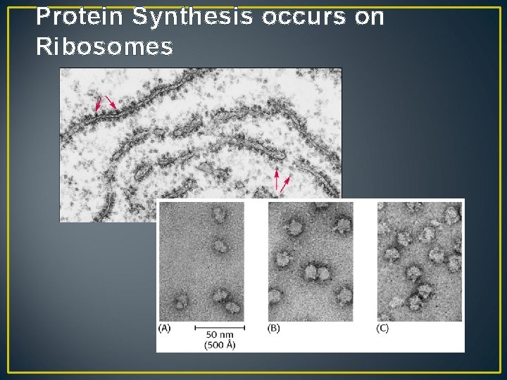 Protein Synthesis occurs on Ribosomes 