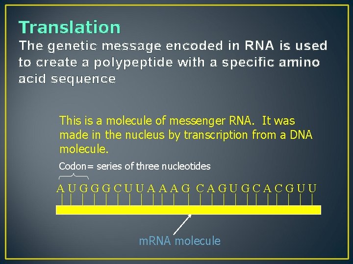 Translation The genetic message encoded in RNA is used to create a polypeptide with