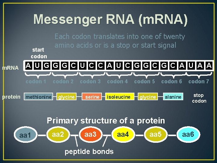 Messenger RNA (m. RNA) start codon m. RNA Each codon translates into one of