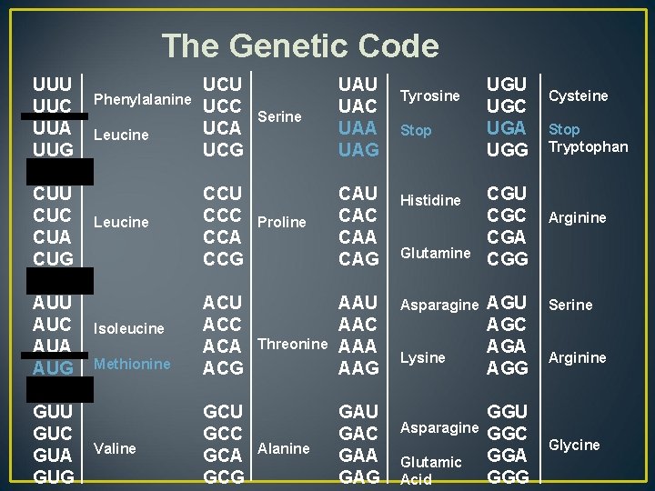 The Genetic Code UUU UUC UUA UUG CUU CUC CUA CUG AUU AUC AUA