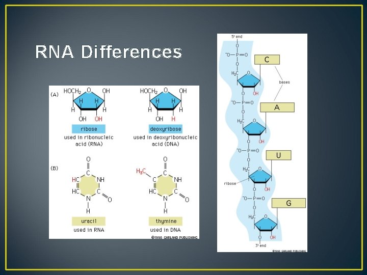 RNA Differences 