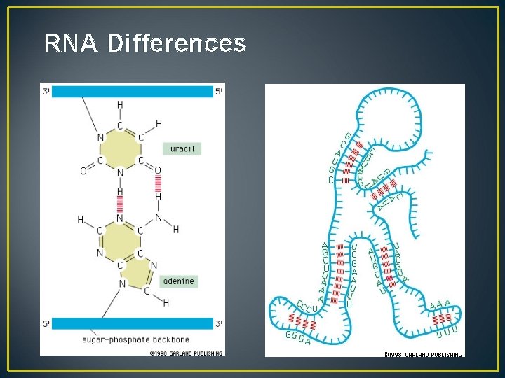 RNA Differences 
