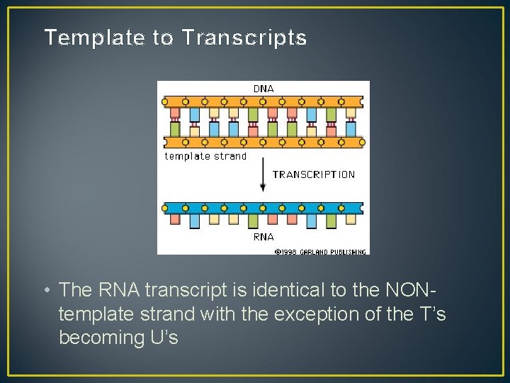 Template to Transcripts • The RNA transcript is identical to the NONtemplate strand with