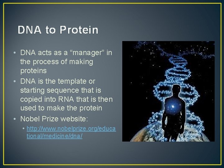 DNA to Protein • DNA acts as a “manager” in the process of making