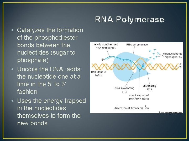 RNA Polymerase • Catalyzes the formation of the phosphodiester bonds between the nucleotides (sugar