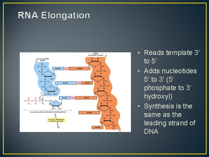 RNA Elongation • Reads template 3’ to 5’ • Adds nucleotides 5’ to 3’