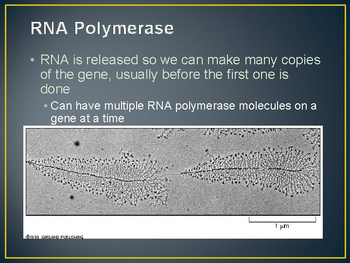 RNA Polymerase • RNA is released so we can make many copies of the