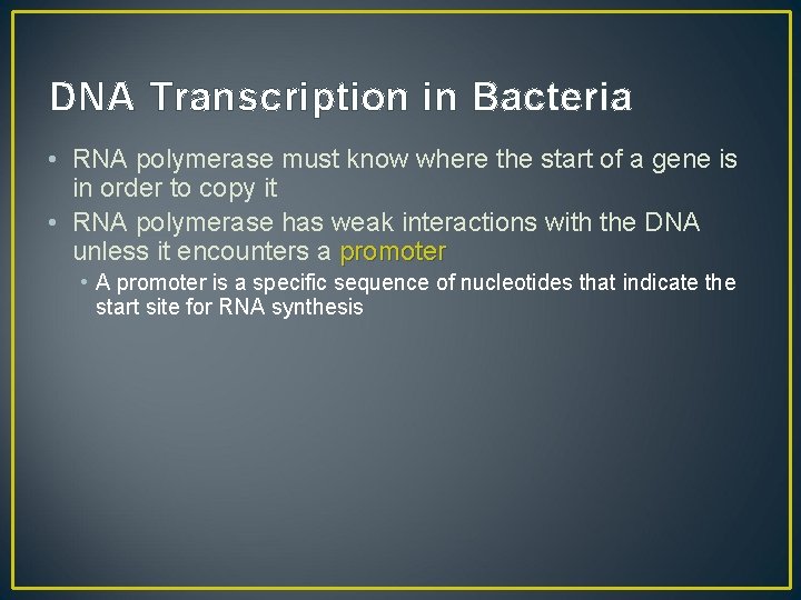DNA Transcription in Bacteria • RNA polymerase must know where the start of a