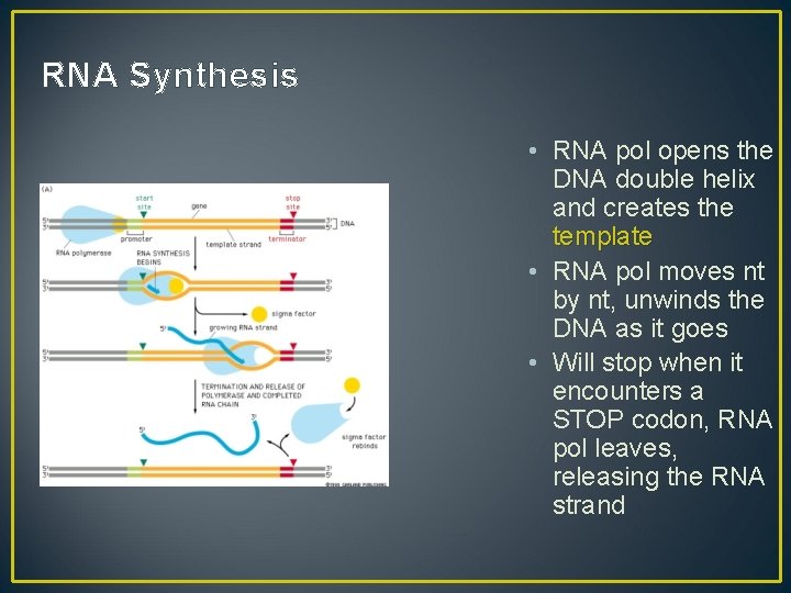 RNA Synthesis • RNA pol opens the DNA double helix and creates the template