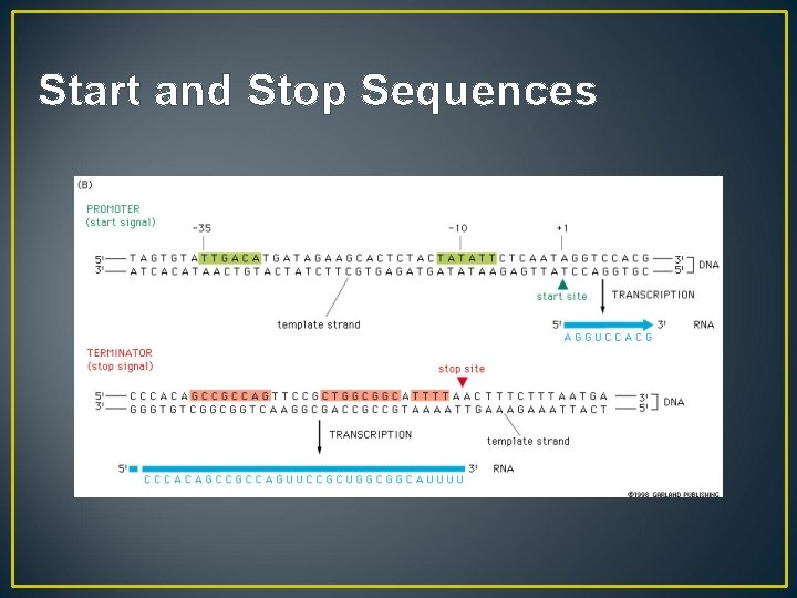Start and Stop Sequences 