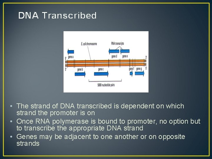 DNA Transcribed • The strand of DNA transcribed is dependent on which strand the