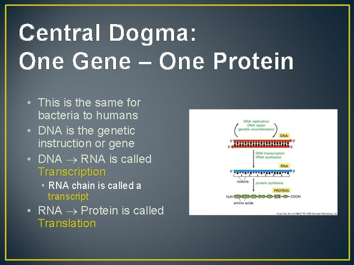 Central Dogma: One Gene – One Protein • This is the same for bacteria