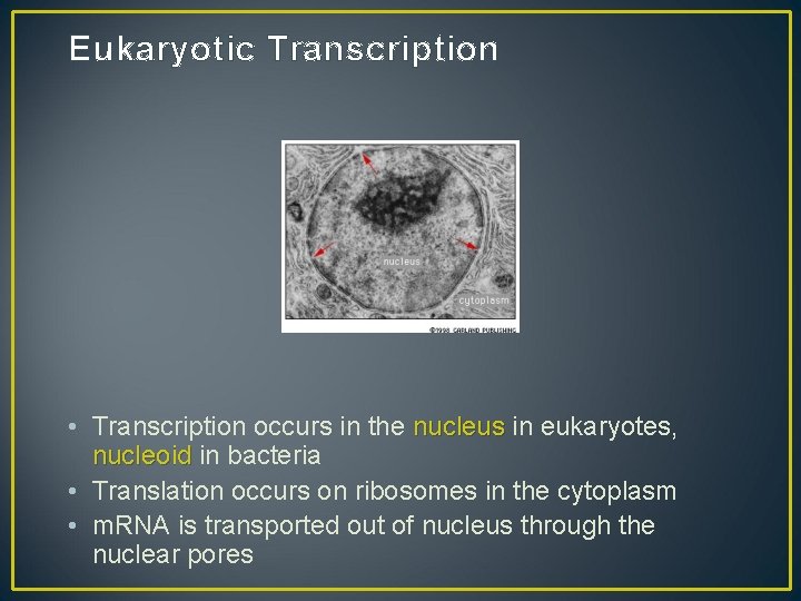 Eukaryotic Transcription • Transcription occurs in the nucleus in eukaryotes, nucleoid in bacteria •
