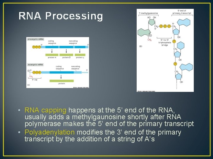 RNA Processing • RNA capping happens at the 5’ end of the RNA, usually